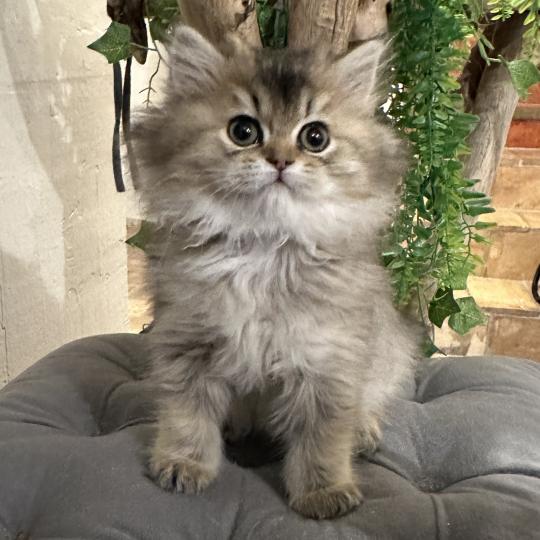 chaton British Longhair black golden shaded Betty Boop Chatterie Montezuma Bay black golden shaded