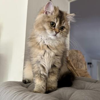 Montezuma Bay's Betty Boop Femelle British Longhair
