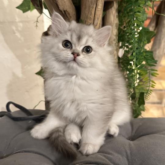 chaton British Longhair chocolate silver shaded Bounty Chatterie Montezuma Bay chocolate silver shaded