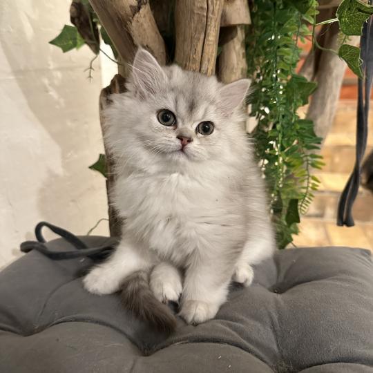 chaton British Longhair chocolate silver shaded Bounty Chatterie Montezuma Bay chocolate silver shaded