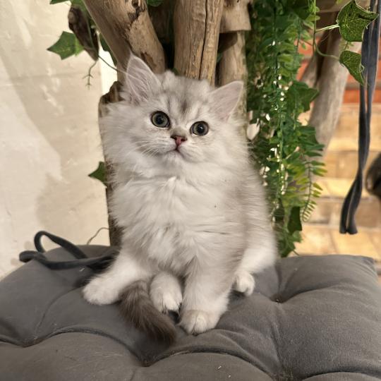 chaton British Longhair chocolate silver shaded Bounty Chatterie Montezuma Bay chocolate silver shaded