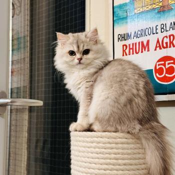 Montezuma Bay's Bounty Femelle British Longhair