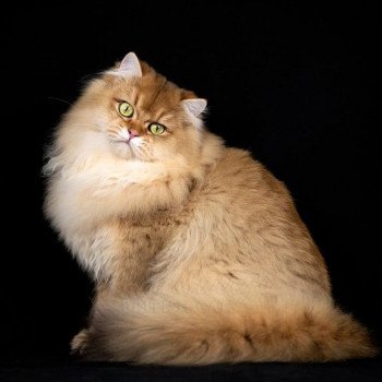 Gr. Int. Ch. Hillsburry’s Sugar Baby Love Mâle British Longhair