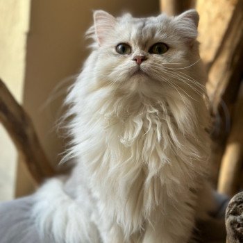 Ulysia des rêves d'O Anna Femelle British Longhair