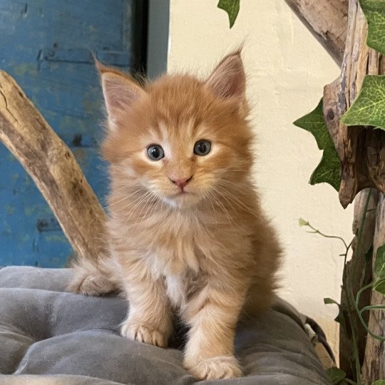 chaton Maine coon red A Chatterie Montezuma Bay red silver ticked tabby