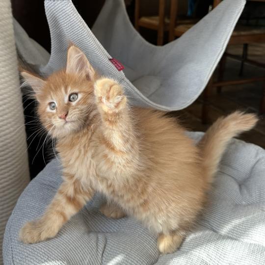 chaton Maine coon red silver blotched tabby Alabama Chatterie Montezuma Bay red silver ticked tabby