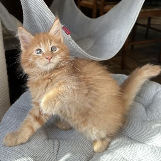 chaton Maine coon red silver blotched tabby Alabama Chatterie Montezuma Bay red silver ticked tabby