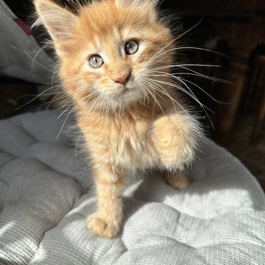 chaton Maine coon red silver blotched tabby Alabama Chatterie Montezuma Bay red silver ticked tabby