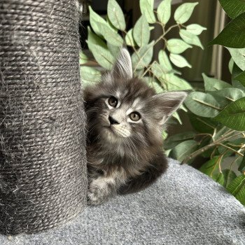 Montezuma Bay's AMERICAN BEAUTY Mâle Maine coon