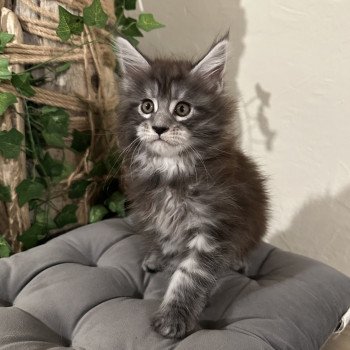 Montezuma Bay's AMERICAN BEAUTY Mâle Maine coon
