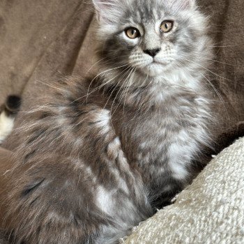 Montezuma Bay's AMERICAN BEAUTY Mâle Maine coon