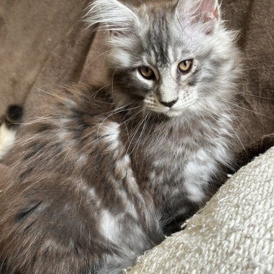 chaton Maine coon AMERICAN BEAUTY Chatterie Montezuma Bay  