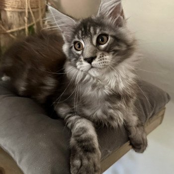 Montezuma Bay's AMERICAN BEAUTY Mâle Maine coon