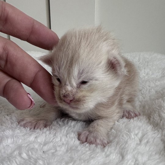 Montezuma Bay's B Mâle Maine coon polydactyle
