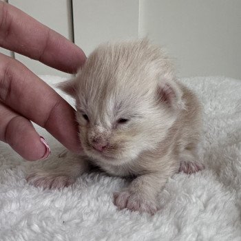Montezuma Bay's B Mâle Maine coon polydactyle