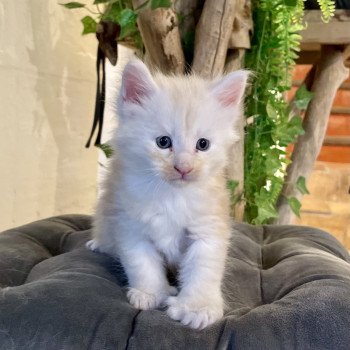 Montezuma Bay's B Mâle Maine coon polydactyle