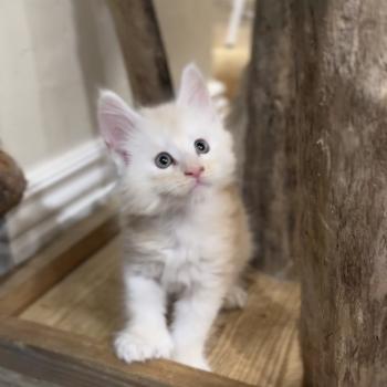 Montezuma Bay's Arizona PP Mâle Maine coon polydactyle