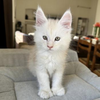 Montezuma Bay's Arizona PP Mâle Maine coon polydactyle