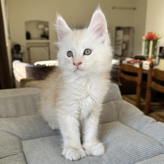 chaton Maine coon polydactyle red silver shaded Arizona PP Chatterie Montezuma Bay red silver shaded