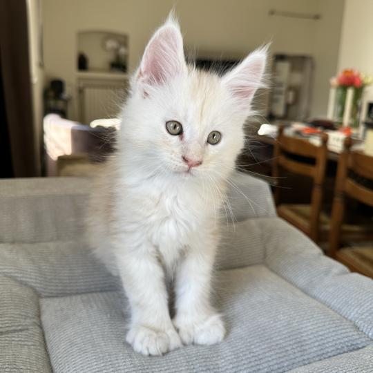 chaton Maine coon polydactyle red silver shaded Arizona PP Chatterie Montezuma Bay red silver shaded