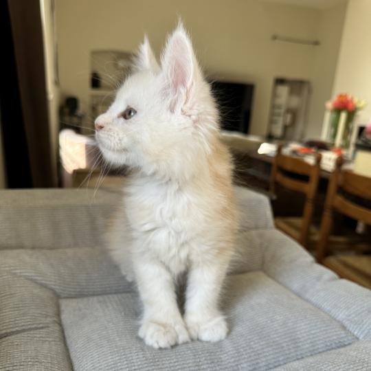 chaton Maine coon polydactyle red silver shaded Arizona PP Chatterie Montezuma Bay red silver shaded