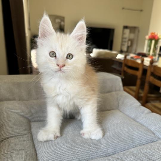 chaton Maine coon polydactyle red silver shaded Arizona PP Chatterie Montezuma Bay red silver shaded