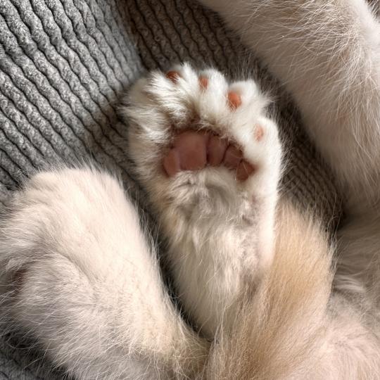 chaton Maine coon polydactyle red silver shaded Arizona PP Chatterie Montezuma Bay red silver shaded