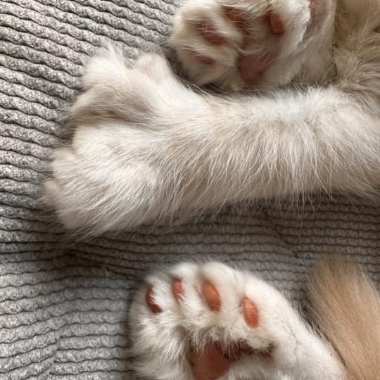 chaton Maine coon polydactyle red silver shaded Arizona PP Chatterie Montezuma Bay red silver shaded