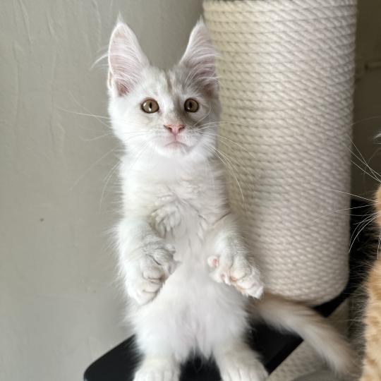 chaton Maine coon polydactyle red silver shaded Arizona PP Chatterie Montezuma Bay red silver shaded