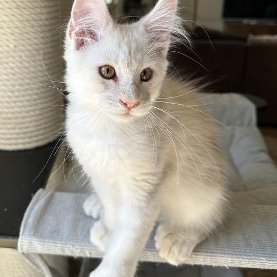 chaton Maine coon polydactyle red silver shaded Arizona PP Chatterie Montezuma Bay red silver shaded