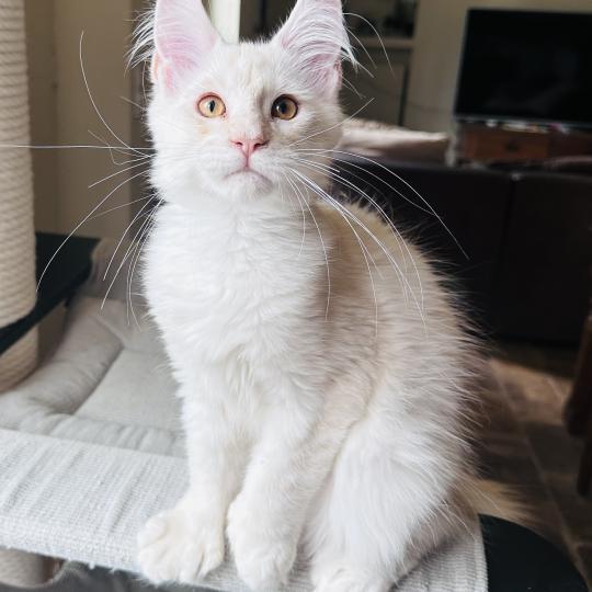 chaton Maine coon polydactyle red silver shaded Arizona PP Chatterie Montezuma Bay red silver shaded