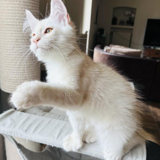 chaton Maine coon polydactyle red silver shaded Arizona PP Chatterie Montezuma Bay red silver shaded