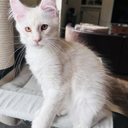 chaton Maine coon polydactyle red silver shaded Arizona PP Chatterie Montezuma Bay red silver shaded