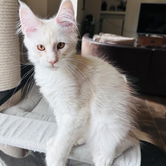 chaton Maine coon polydactyle red silver shaded Arizona PP Chatterie Montezuma Bay red silver shaded