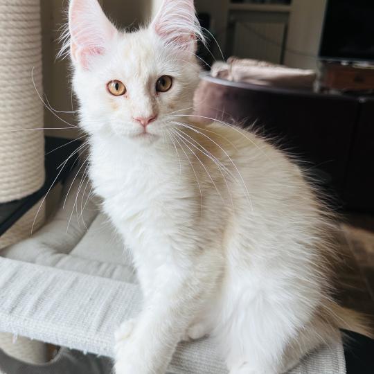 chaton Maine coon polydactyle red silver shaded Arizona PP Chatterie Montezuma Bay red silver shaded