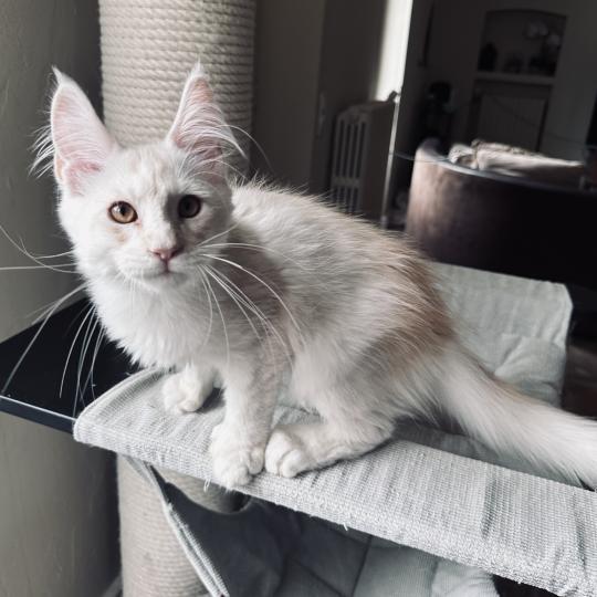 chaton Maine coon polydactyle red silver shaded Arizona PP Chatterie Montezuma Bay red silver shaded