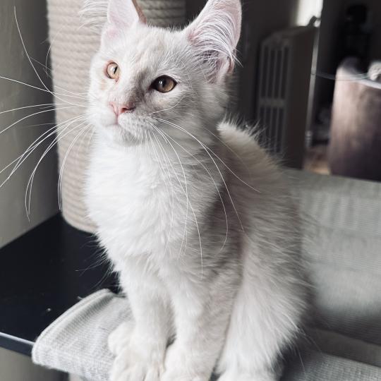 chaton Maine coon polydactyle red silver shaded Arizona PP Chatterie Montezuma Bay red silver shaded