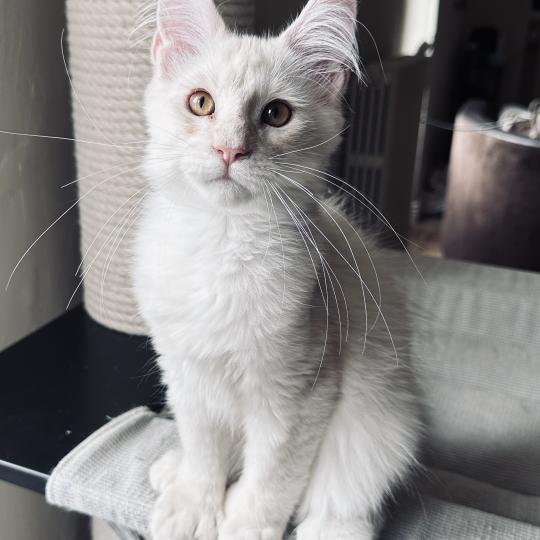 chaton Maine coon polydactyle red silver shaded Arizona PP Chatterie Montezuma Bay red silver shaded