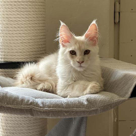 chaton Maine coon polydactyle red silver shaded Arizona PP Chatterie Montezuma Bay red silver shaded
