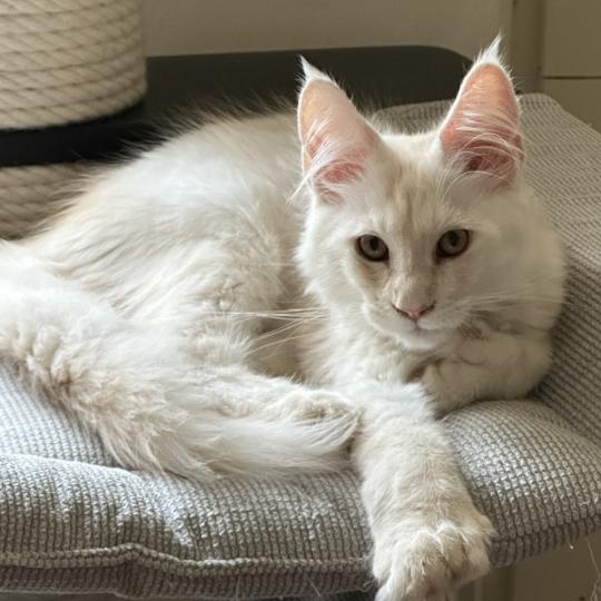 chaton Maine coon polydactyle red silver shaded Arizona PP Chatterie Montezuma Bay red silver shaded