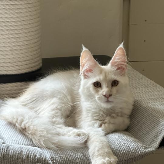 chaton Maine coon polydactyle red silver shaded Arizona PP Chatterie Montezuma Bay red silver shaded