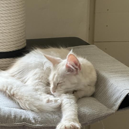 chaton Maine coon polydactyle red silver shaded Arizona PP Chatterie Montezuma Bay red silver shaded
