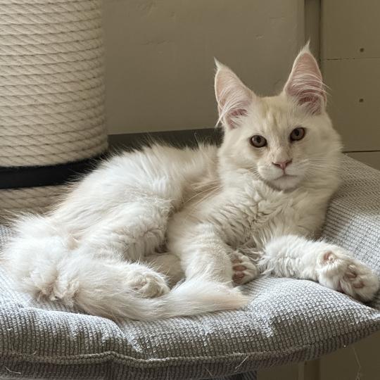 chaton Maine coon polydactyle red silver shaded Arizona PP Chatterie Montezuma Bay red silver shaded