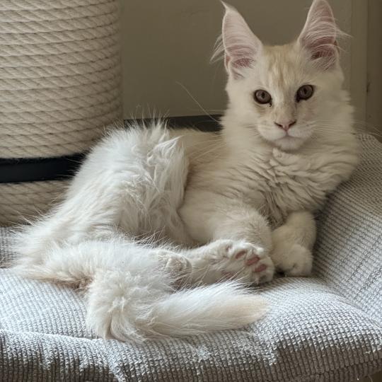 chaton Maine coon polydactyle red silver shaded Arizona PP Chatterie Montezuma Bay red silver shaded