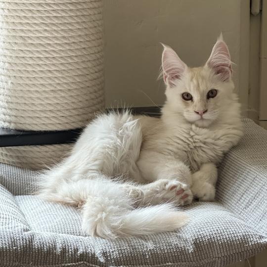 chaton Maine coon polydactyle red silver shaded Arizona PP Chatterie Montezuma Bay red silver shaded