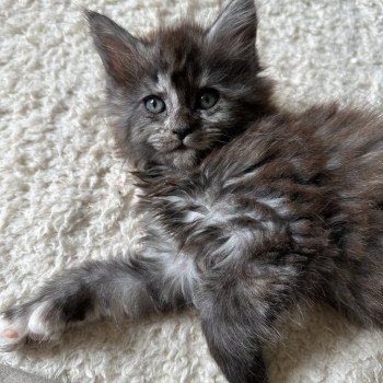 Montezuma Bay's ARLEY QUEEN P Femelle Maine coon polydactyle