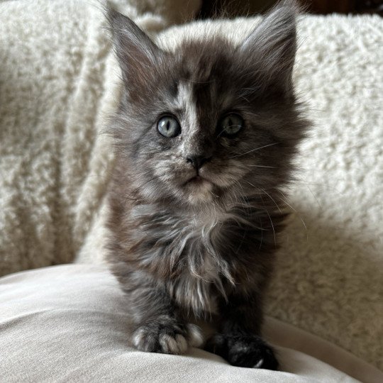 chaton Maine coon polydactyle black tortie smoke ARLEY QUEEN P Montezuma Bay black tortie smoke 