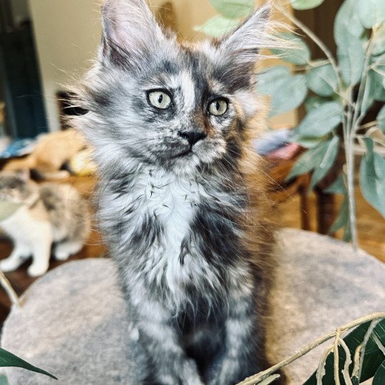 chaton Maine coon polydactyle black tortie smoke ARLEY QUEEN P Chatterie Montezuma Bay black tortie smoke 
