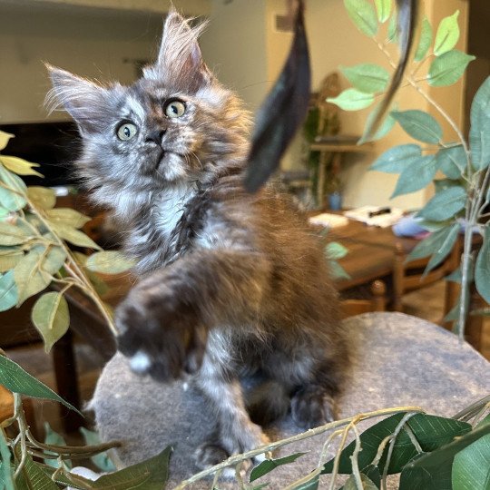 chaton Maine coon polydactyle black tortie smoke ARLEY QUEEN P Chatterie Montezuma Bay black tortie smoke 