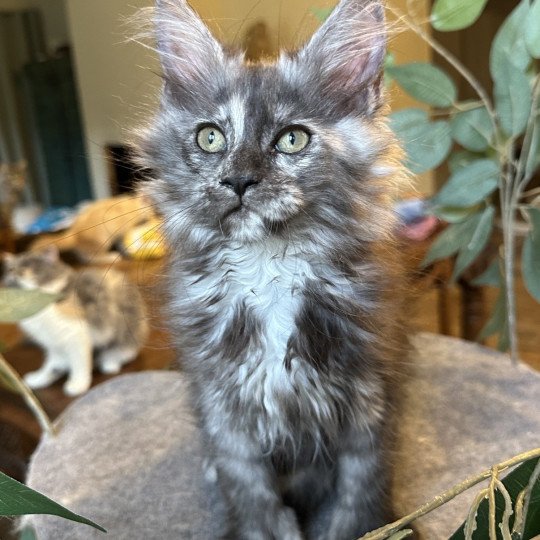 chaton Maine coon polydactyle black tortie smoke ARLEY QUEEN P Chatterie Montezuma Bay black tortie smoke 
